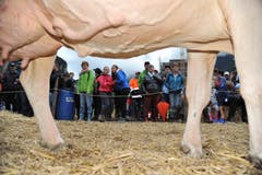 Impressionen von der Grossviehschau in Schattdorf. (Bild: Urs Hanhart, Schattdorf, 5. Oktober 2019)