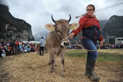 Impressionen von der Grossviehschau in Schattdorf. (Bild: Urs Hanhart, Schattdorf, 5. Oktober 2019)