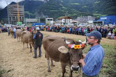 Impressionen von der Grossviehschau in Schattdorf. (Bild: Urs Hanhart, Schattdorf, 5. Oktober 2019)