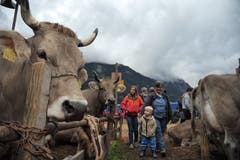 Impressionen von der Grossviehschau in Schattdorf. (Bild: Urs Hanhart, Schattdorf, 5. Oktober 2019)