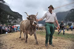 Impressionen von der Grossviehschau in Schattdorf. (Bild: Urs Hanhart, Schattdorf, 5. Oktober 2019)