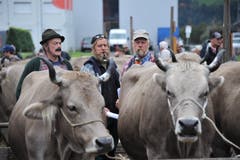 Impressionen von der Grossviehschau in Schattdorf. (Bild: Urs Hanhart, Schattdorf, 5. Oktober 2019)