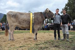BS-Rinder-Champion «Ascart» aus dem Stall von Klaus Kempf. (Bild: Urs Hanhart, Schattdorf, 5. Oktober 2019)