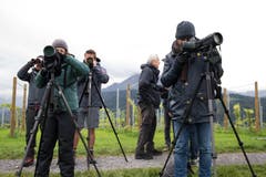 ...um etwa einen Greifvogel zu beobachten, muss das Fernrohr zur Hand gehen. Denn diese bleiben gerne auf Distanz. (Bild: Dominik Wunderli, Kriens, 5. Oktober 2019)