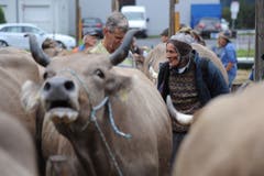 Impressionen von der Grossviehschau in Schattdorf. (Bild: Urs Hanhart, Schattdorf, 5. Oktober 2019)