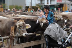 Impressionen von der Grossviehschau in Schattdorf. (Bild: Urs Hanhart, Schattdorf, 5. Oktober 2019)