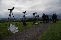 Vögel lassen sich auch mittels Gehör identifizieren. Die unterschiedlichen Arten haben jeweils charakteristische Rufe. (Bild: Dominik Wunderli, Kriens, 5. Oktober 2019)