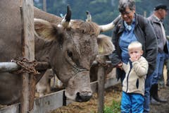 Impressionen von der Grossviehschau in Schattdorf. (Bild: Urs Hanhart, Schattdorf, 5. Oktober 2019)