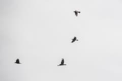 Im Bild sind Kormorane auf ihrem Vorbeiflug zu sehen. (Bild: Dominik Wunderli, Kriens, 5. Oktober 2019)