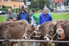 Impressionen von der Grossviehschau in Schattdorf. (Bild: Urs Hanhart, Schattdorf, 5. Oktober 2019)