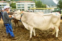 Die Miss Sennwald der Rasse Swiss Brown.