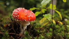 Dieses Jahr sehe ich im Wald unglaublich viele Fliegenpilze. (Bild: Irene Wanner, Schötz, 6. Oktober 2019)