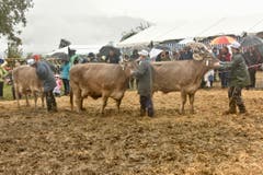 Die drei schönsten Originalbraunvieh. Bilder: Heidy Beyeler