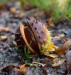 Rosskastanie in herbstlicher Hülle. (Bild: Stephan Lendi)