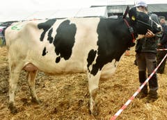 Die Miss Holstein ist ganz schön handzahm.