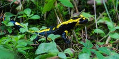 Bei feuchtem Wetter sind Feuersalamander auch tagsüber auf Nahrungssuche. (Bild: André Egli, Ettiswil, 6. Oktober 2019)