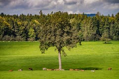 Treffpunkt beim grossen Baum in Albertschwil, Gossau. (Bild: Luciano Pau)
