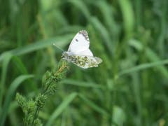 Zarter Schmetterling, gesehen in der Nähe von Gossau. (Bild: Claudine Germann)