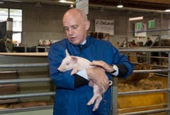 71. Olma: Rundgang durch die Olma mit Bundesrat Ueli Maurer mit einem Säuli. (Bild: Ralph Ribi, 10. Oktober 2013)