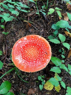 Kleiner Teich im Fliegenpilz im Wald am Sonnenberg. (Bild: Paul Hafner)
