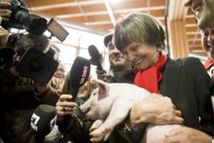 69. Olma: Bundespräsidentin Micheline Calmy-Rey hält das traditionelle Schweinchen im Arm. (Bild: Keystone/Ennio Leanza, 13. Oktober 2011)