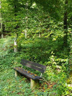 Herbstbank im Bischofszeller Wald. (Bild: Reto Schlegel)