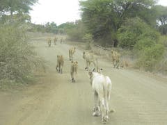 Krüger National Park Südafrika: Löwenstau im Park. (Bild: Walter Odermatt)