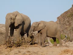 Wüstenelefanten in der Namib Wüste im nördlichen Namibia: bis zu vier Tage können sie ohne Wasser auskommen. (Bild: Walter Odermatt)