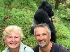 Gorilla Trecking in Uganda: So nahe an einem Silberrücken ist man selten. (Bild: Walter Odermatt)