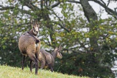 Gämsen. (Bild: Marianne Schmid, Belchen, 7. Oktober 2019)