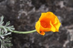 Der Kalifornische Mohn in unserem Steingarten erfreut uns durch seine einfache, elegante Blüte in leuchtendem Gelb. (Bild: Xaver Husmann, Rain, 5. Oktober 2019)