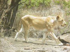 Krüger National Park in Südafrika: Der einzige weisse Löwe im Park. (Bild: Walter Odermatt)