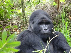 Berggorilla im Mgahinga Gorilla National Park in Uganda. (Bild: Walter Odermatt)