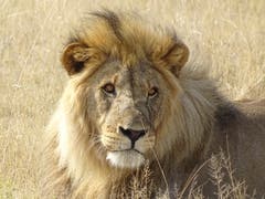 Namibia: Löwe im Etosha National Park. (Bild: Walter Odermatt)