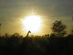 Abendstimmung im Krüger National Park in Südafrika. (Bild: Walter Odermatt)