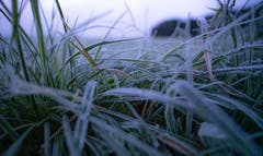 Nahaufnahme des Frostes lässt einen erschauern. (Bild: Stefan Kunz, Sempach, 10. November 2019)