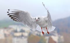 Wird Brot ausgeworfen, sind die Möwen sofort zur Stelle. (Bild: Bruno Schuler, Luzern, 10.11.2019)