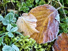 Raureif ist die Mozartmusik des Winters, gespielt bei atemloser Stille der Natur. (Karl Foerster) (Bild: Josef Lustenberger, Wolhusen, 10. November 2019)