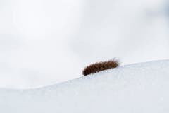 Diese Raupe hat es irgendwie verpasst, rechtzeitig ein Winterquartier aufzusuchen. (Bild: Marianne Schmid, Habkern, 10. November 2019)