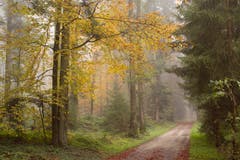 Spaziergang durch den Märchenwald. (Bild: Priska Ziswiler-Heller, Kottwil, 10. November 2019)
