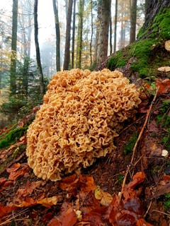 Waldwunder (Schwamm/Pilz) beim Spaziergang durch den Wald entdeckt. (Bild: Adi Mattli, Zell, 10. November 2019)