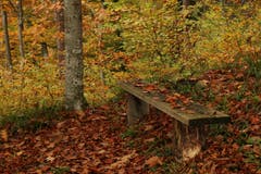 Einsam steht diese Bank im Wald. (Bild: Irene Wanner, Wilisau, 11. November 2019)