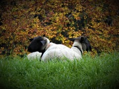 «Black and white!» (Bild: Margrith Imhof-Röthlin, Allmig, 11. November 2019)