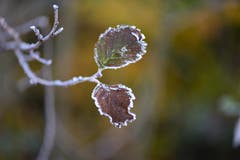 Zeit zwischen Herbst und Winter. (Bild: Ledi Herzog, Hergiswil, 11. November 2019)