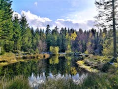 Beim Spazieren im Wald konnte ich diesen wunderschönen Naturweiher fotografieren. (Bild: Urs Gutfleisch, Werthenstein, 12. November 2019)