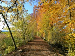Wunderschöne Herbstfarben entlang des Wanderweges beim Steinibühlweiher. (Bild: Urs Gutfleisch, Sempach, 12. November 2019)