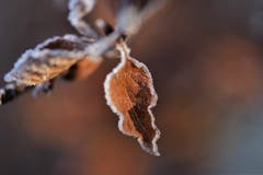 Vorboten des Winters. (Bild: Ledi Herzog, Napfbergland Hergiswil, 11. November 2019)