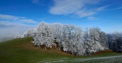 Raureif an den Bäumen. (Bild: Marianne Schmid, Geissflue/Belchen, 11. November 2019)
