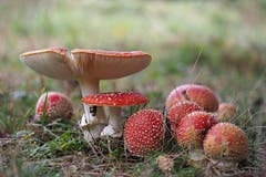 Eine Familie von Fliegenpilzen. (Bild: Marianne Schmid, Habkern, 1. November 2019)