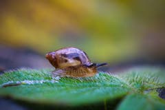 Kleine Schnecke unterwegs auf haarigem Blatt. (Bild: Petra Jung, Hämikon, 2. November 2019)